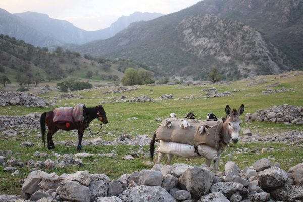 Donkey carrying newborn goat kids during the spring migration with Shah Goli and Ali Ghoabad’s family in 2023. Photo by Sacha Mouzin